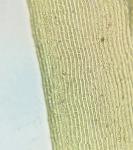 Dicranum condensatum Hedw.
