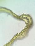 Dicranum condensatum Hedw.