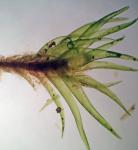 Dicranum flagellare Hedwig