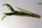 Dicranum flagellare Hedwig