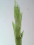 Dicranum flagellare Hedwig