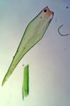 Dicranum flagellare Hedwig