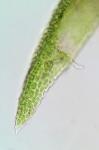Dicranum flagellare Hedwig