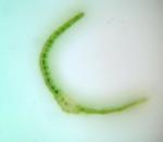 Dicranum flagellare Hedwig