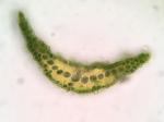 Dicranum fulvum Hooker