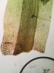 Dicranum fulvum Hooker