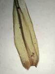 Dicranum fuscescens Turner var. fuscescens