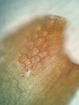 Dicranum fuscescens Turner var. fuscescens