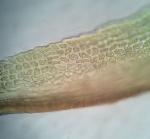 Dicranum fuscescens Turner var. fuscescens
