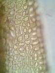 Dicranum fuscescens Turner var. fuscescens