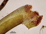 Dicranum montanum Hedwig