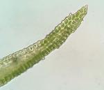 Dicranum montanum Hedwig