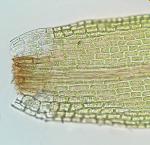 Dicranum montanum Hedwig