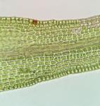 Dicranum montanum Hedwig