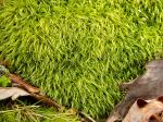 Dicranum scoparium Hedwig