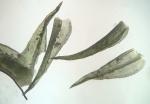 Didymodon fallax (Hedw.) R.H. Zander 