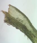 Didymodon fallax (Hedw.) R.H. Zander 