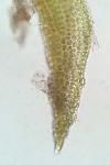 Didymodon fallax (Hedw.) R.H. Zander 