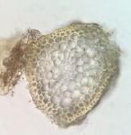 Didymodon fallax (Hedw.) R.H. Zander 