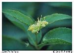 Diervilla lonicera Miller