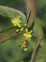 Diervilla lonicera Miller