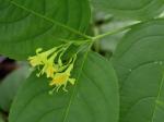 Diervilla lonicera Miller
