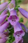 Digitalis purpurea L.