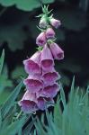 Digitalis purpurea L.