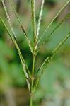 Digitaria ciliaris (Retz.) Koeler