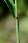 Digitaria ciliaris (Retz.) Koeler