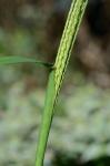 Digitaria ciliaris (Retz.) Koeler