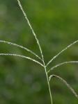 Digitaria ischaemum (Schreb.) Muhl.