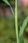 Digitaria ischaemum (Schreb.) Muhl.