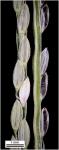 Digitaria violascens Link.