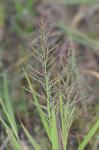 Dinebra panicoides (J. Presl.) P.M. Peterson & N. Snow