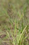 Dinebra panicoides (J. Presl.) P.M. Peterson & N. Snow