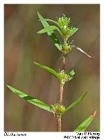 Hexasepalum teres (Walter) J.H. Kirkbride