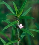 Hexasepalum teres (Walter) J.H. Kirkbride