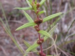 Hexasepalum teres (Walter) J.H. Kirkbride