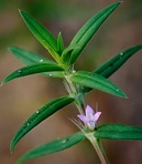 Hexasepalum teres (Walter) J.H. Kirkbride