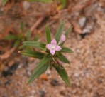Hexasepalum teres (Walter) J.H. Kirkbride