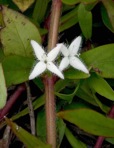 Diodia virginiana L.