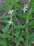 Diodia virginiana L.