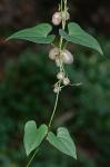 Dioscorea polystachya Turczaninow