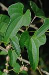 Dioscorea polystachya Turczaninow