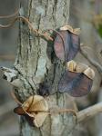 Dioscorea villosa L.