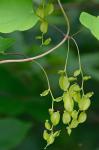 Dioscorea villosa L.