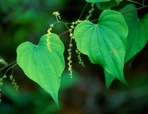 Dioscorea villosa L.