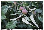 Diospyros virginiana L.