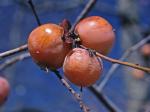 Diospyros virginiana L.